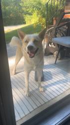 Found/Stray Male Dog last seen Near and new summit hill road, Ringgold, GA 30736