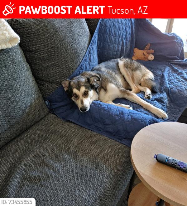 Lost Female Dog last seen Adero Canyon, Tucson, AZ 85747