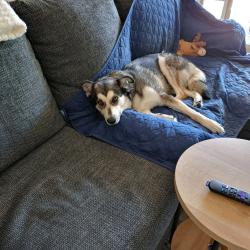 Lost Female Dog last seen Adero Canyon, Tucson, AZ 85747