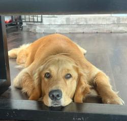Lost Female Dog last seen Northfield Dr & Winding Waters Ln N., Elkhart, IN 46514