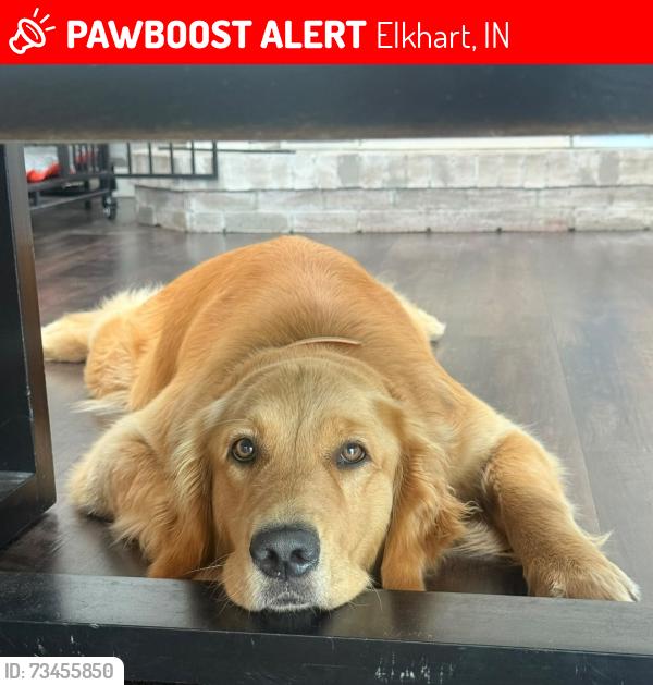 Lost Female Dog last seen Northfield Dr & Winding Waters Ln N., Elkhart, IN 46514