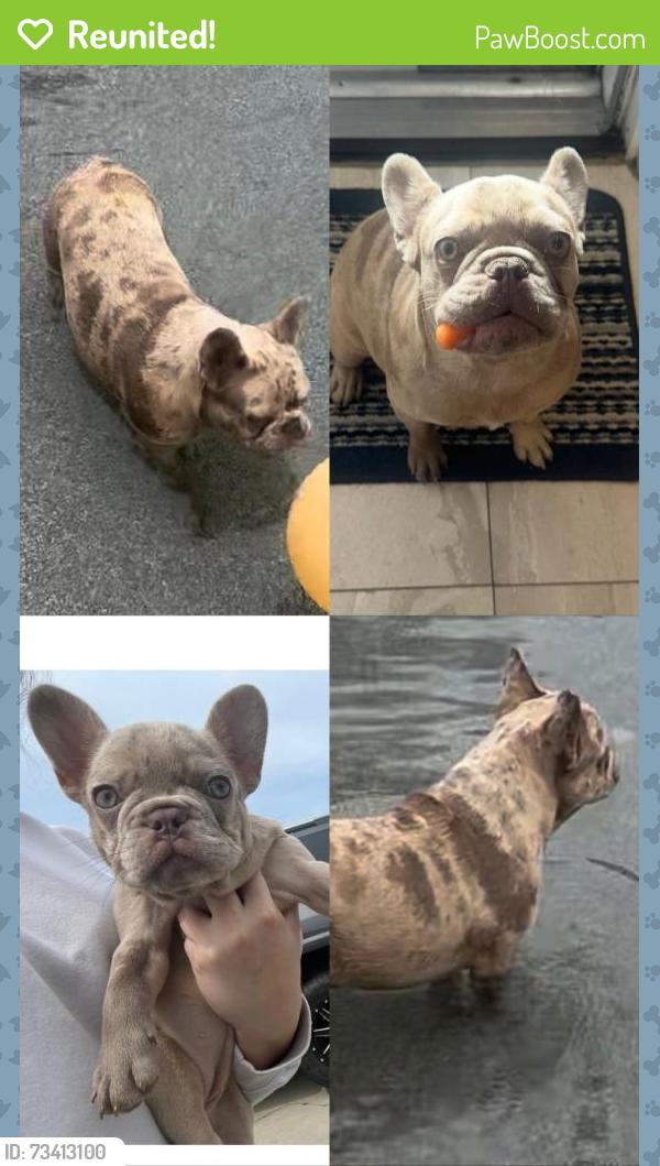 Reunited Female Dog last seen Whitmore Ave and Morgan Rd Ceres, Modesto, CA 95358
