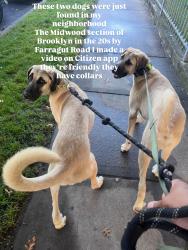 Lost Female Dog last seen Farragut Rd/ E 26th St, Brooklyn, NY 11203