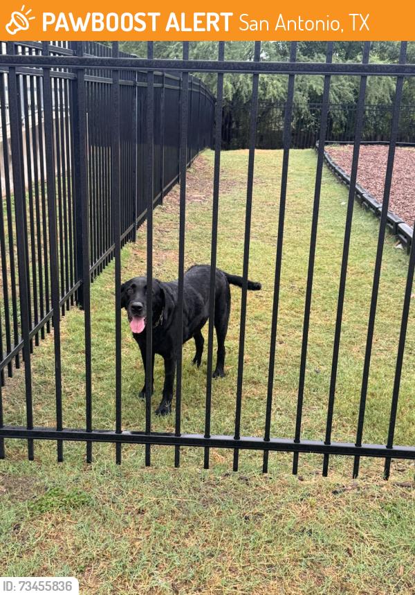 Found/Stray Male Dog last seen IDEA Judson, San Antonio, TX 78233