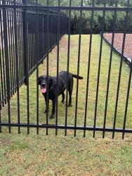 Found/Stray Male Dog last seen IDEA Judson, San Antonio, TX 78233