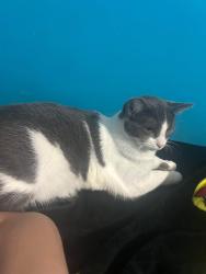 Reunited Female Cat last seen Lorain Avenue, Western Avenue, Cleveland, OH 44111