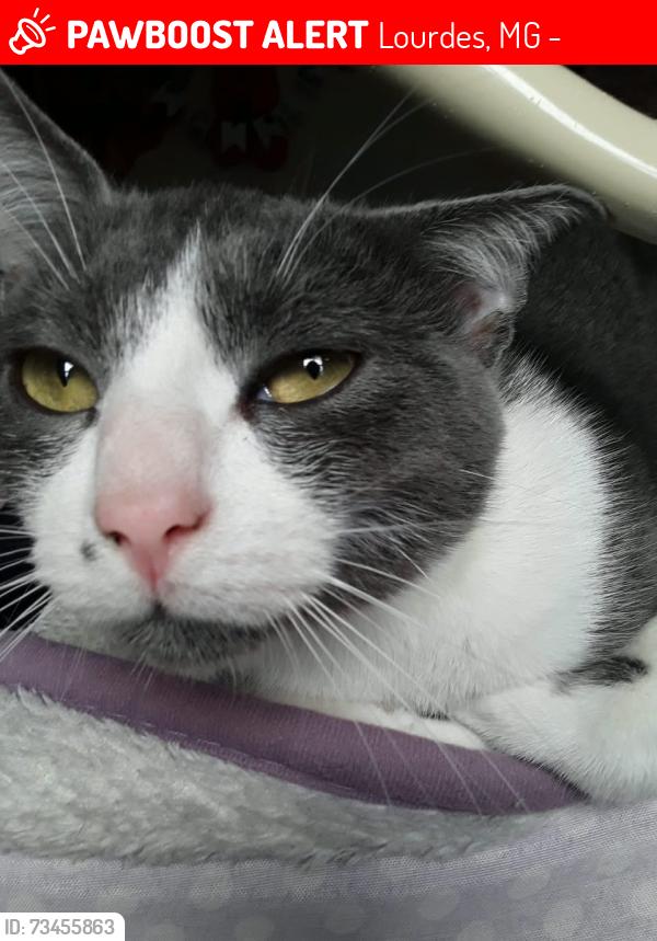 Lost Male Cat last seen Padaria Padoca., Lourdes, MG 30170-002