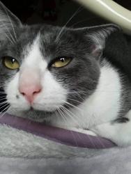 Lost Male Cat last seen Padaria Padoca., Lourdes, MG 30170-002