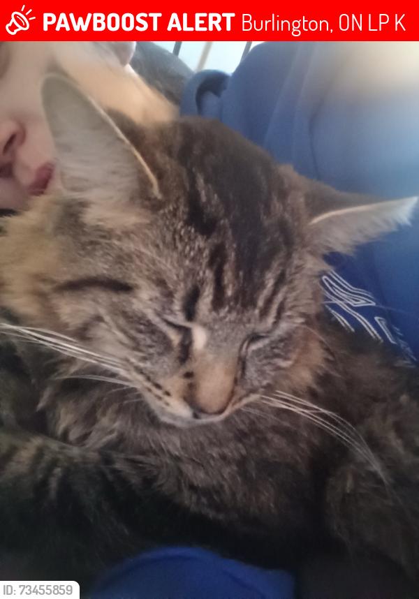 Lost Male Cat last seen Bluefields drive and Malcolm, Burlington, ON L7P 1K1