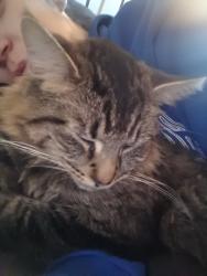 Lost Male Cat last seen Bluefields drive and Malcolm, Burlington, ON L7P 1K1