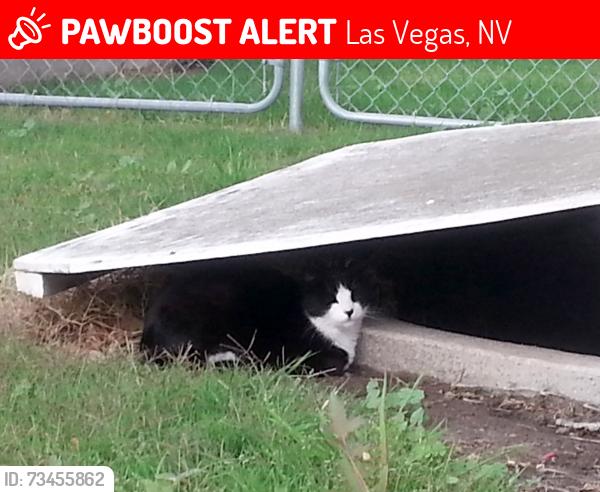 Lost Female Cat last seen Rose Garden ests, Las Vegas, NV 89122