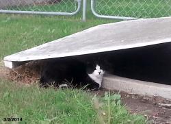 Lost Female Cat last seen Rose Garden ests, Las Vegas, NV 89122