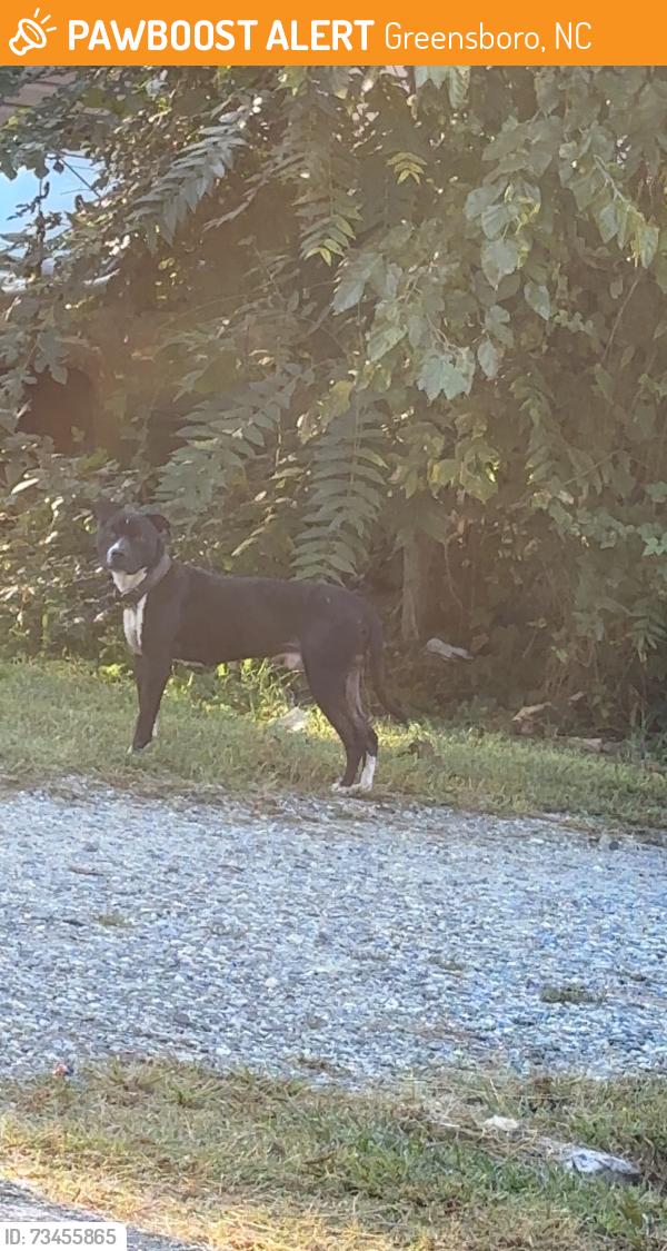 Found/Stray Male Dog last seen Garret street and Savannah st, Greensboro, NC 27406