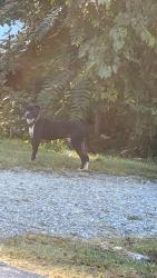 Found/Stray Male Dog last seen Garret street and Savannah st, Greensboro, NC 27406