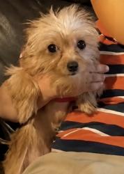 Lost Female Dog last seen Mitchell st, Fort Worth, TX 76105