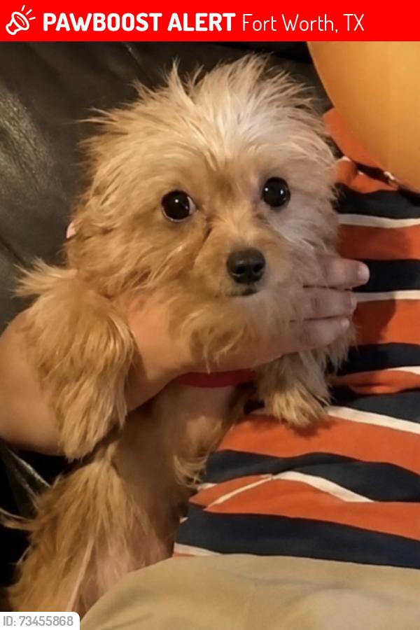 Lost Female Dog last seen Mitchell st, Fort Worth, TX 76105