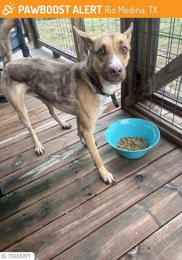 Found/Stray Male Dog last seen CR 371/CR 278, Rio Medina, TX 78066