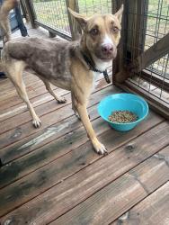 Found/Stray Male Dog last seen CR 371/CR 278, Rio Medina, TX 78066
