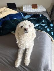 Reunited Male Dog last seen Near west Donna drive, Merced, CA 95348
