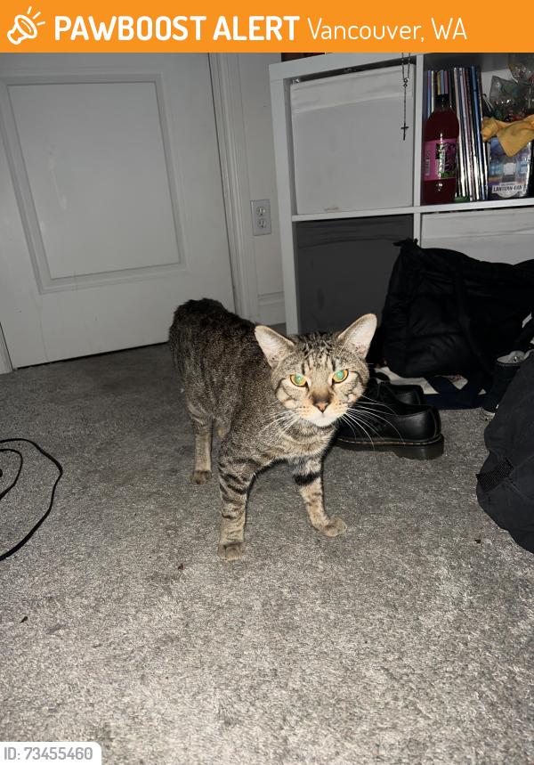 Found/Stray Male Cat last seen NE 134th Ave and NE 72nd St, Vancouver, WA 98682