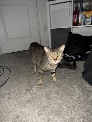 Found/Stray Male Cat last seen NE 134th Ave and NE 72nd St, Vancouver, WA 98682