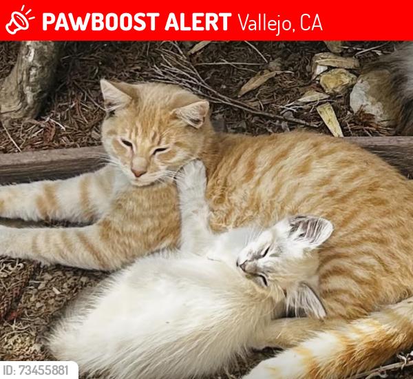 Lost Male Cat last seen Magazine street, Vallejo, CA 94591