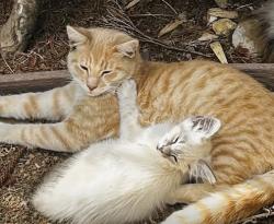 Lost Male Cat last seen Magazine street, Vallejo, CA 94591