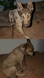 Found/Stray Male Dog last seen n ridge line dr san bernardino, San Bernardino, CA 92407