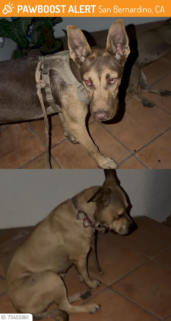 Found/Stray Male Dog last seen n ridge line dr san bernardino, San Bernardino, CA 92407