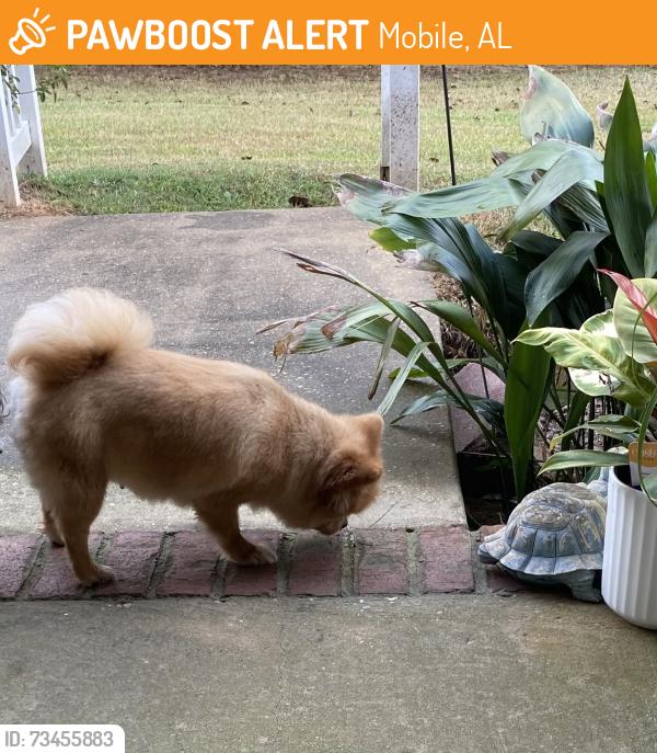 Found/Stray Female Dog last seen Pierson, Mobile, AL 36619