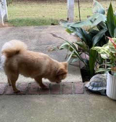 Found/Stray Female Dog last seen Pierson, Mobile, AL 36619