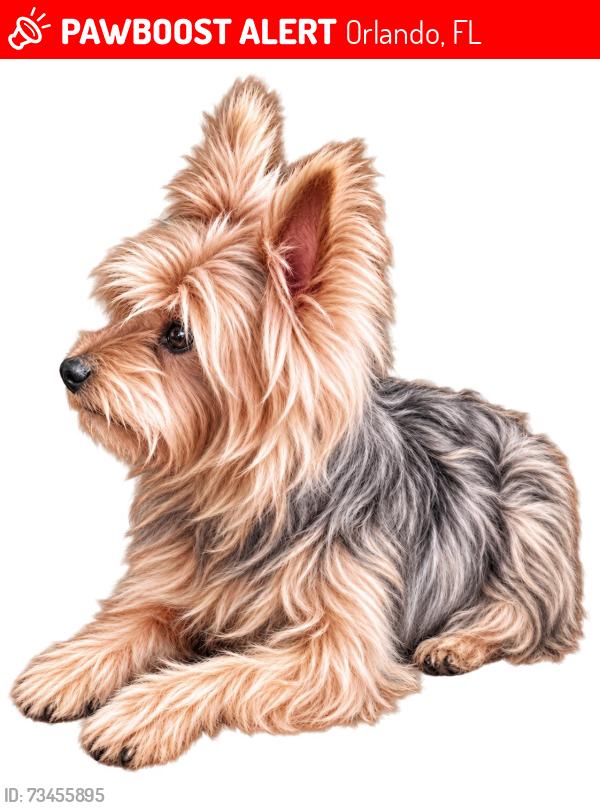 Lost Female Dog last seen Wallace & Matchett, Orlando, FL 32809