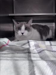 Shelter Stray Male Cat last seen , West Valley Animal Shelter, 20655 Plummer St, Chatsworth, CA 91311, USA