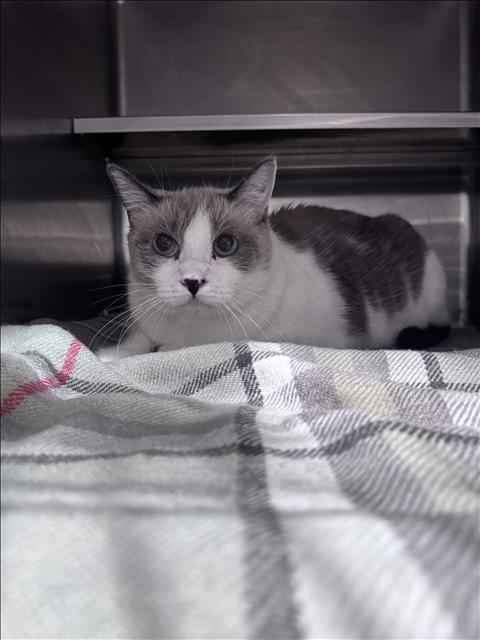 Shelter Stray Male Cat last seen , West Valley Animal Shelter, 20655 Plummer St, Chatsworth, CA 91311, USA
