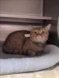 Shelter Stray Male Cat last seen , West Valley Animal Shelter, 20655 Plummer St, Chatsworth, CA 91311, USA