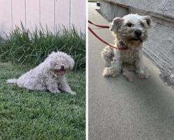 Reunited Female Dog last seen Chino Ave & 4th St CHINO CA, Chino, CA 91710