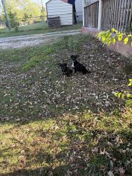 Found/Stray Male Dog last seen Near Wiggins St ase, Cleveland, TN 37311