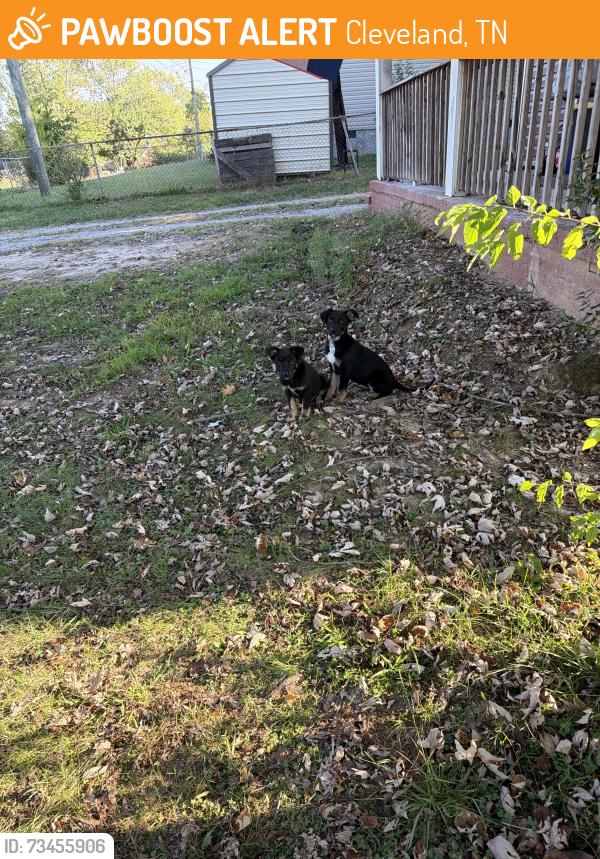 Found/Stray Male Dog last seen Near Wiggins St ase, Cleveland, TN 37311