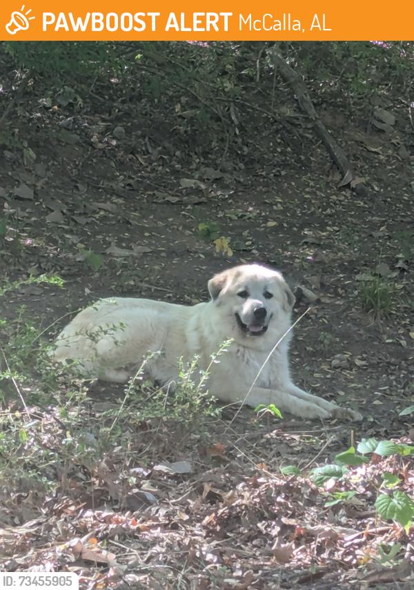Found/Stray Unknown Dog last seen McAshed drive, McCalla, AL 35111