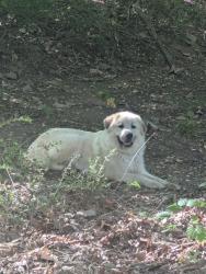 Found/Stray Unknown Dog last seen McAshed drive, McCalla, AL 35111