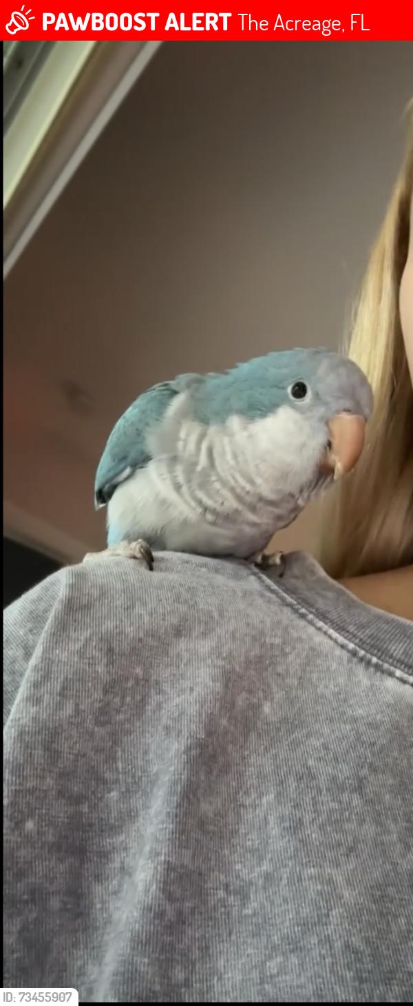 Lost Unknown Bird last seen On Mandarine and Temple in the acreage, The Acreage, FL 33470