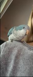 Lost Unknown Bird last seen On Mandarine and Temple in the acreage, The Acreage, FL 33470