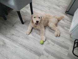 Reunited Male Dog last seen Cottondale dr, Deltona, FL 32738