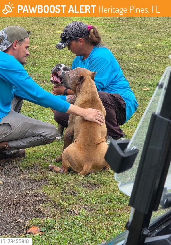 Found/Stray Unknown Dog last seen County Line Rd. & Grand Club Blvd., Heritage Pines, FL 34667