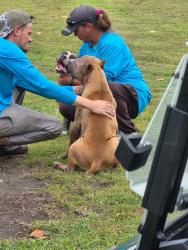 Found/Stray Unknown Dog last seen County Line Rd. & Grand Club Blvd., Heritage Pines, FL 34667