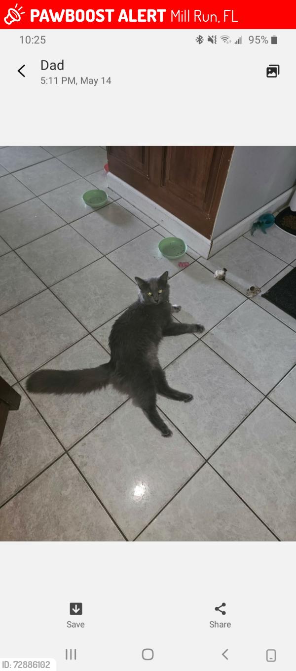 Lost Male Cat last seen Mill run drive, Mill Run, FL 34653