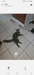 Lost Male Cat last seen Mill run drive, Mill Run, FL 34653