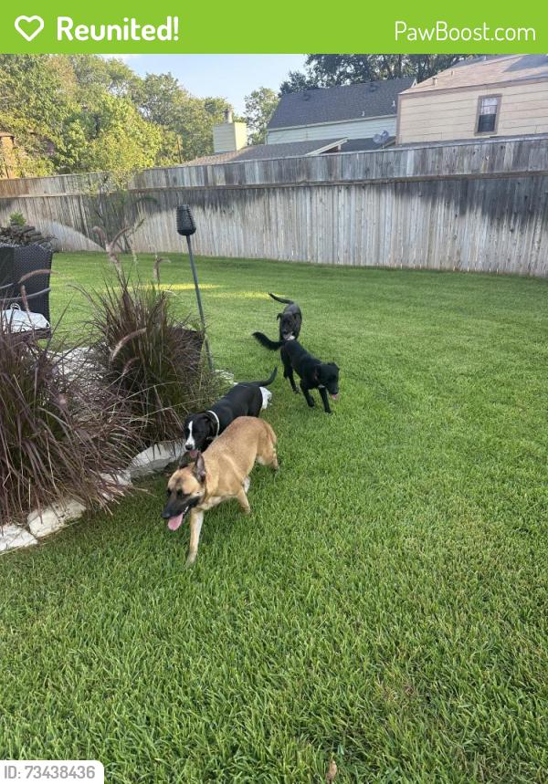 Reunited Unknown Dog last seen Broadmoor, Bryan, TX 77802