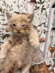 Shelter Stray Male Cat last seen Near Lyndhurst st, 21229, MD, 2490 Giles Rd, Baltimore, MD 21225, USA