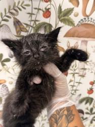 Shelter Stray Male Cat last seen Near Lyndhurst st, 21229, MD, 2490 Giles Rd, Baltimore, MD 21225, USA